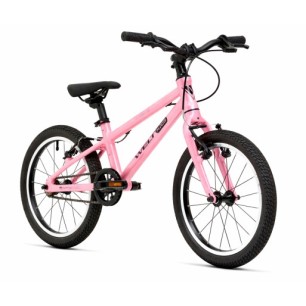 Welt Teddy 16 Rose
