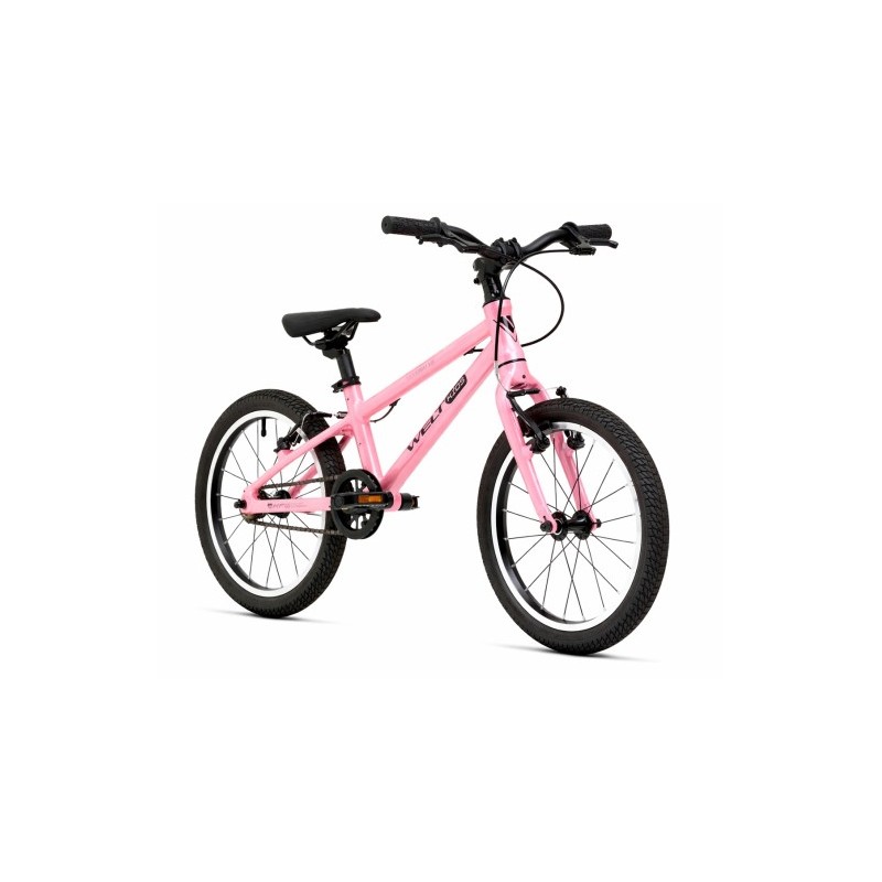Welt Teddy 16 Rose