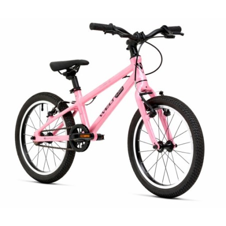 Welt Teddy 16 Rose