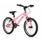 Welt Teddy 16 Rose