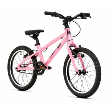 Welt Teddy 16 Rose